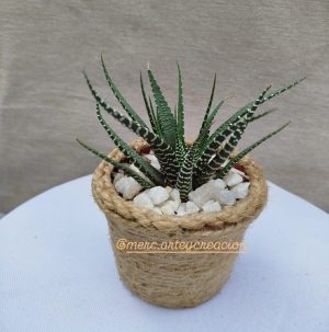 WhatsApp Image 2025-06-10 at 12.50.26 PM (2) cactus...